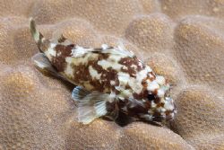 Tiny scorpion fishon a night dive.
Sharks bay. D200, 60mm. by Derek Haslam 